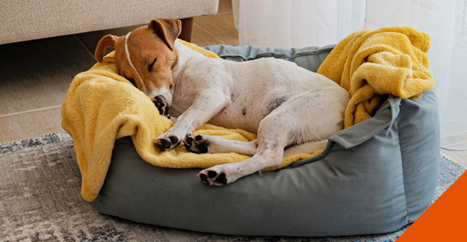 Top tips for keeping your pet warm throughout the winter months 