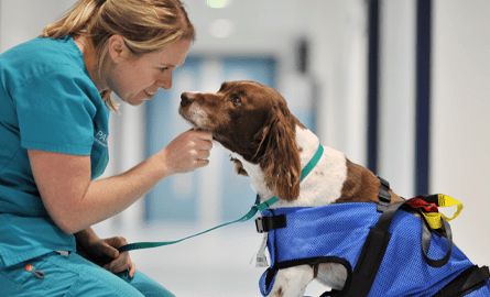 Veterinary Nursing Awareness Month at Blackrock Vets