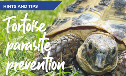 Tortoise Parasite Prevention advice by Blackrock Vets in Dublin